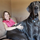 Image for article titled North Korean TV Uses Riley the Stoned Dog to Prove America's Decadence